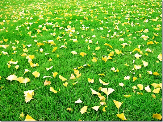 一阵秋雨后满地的银杏叶