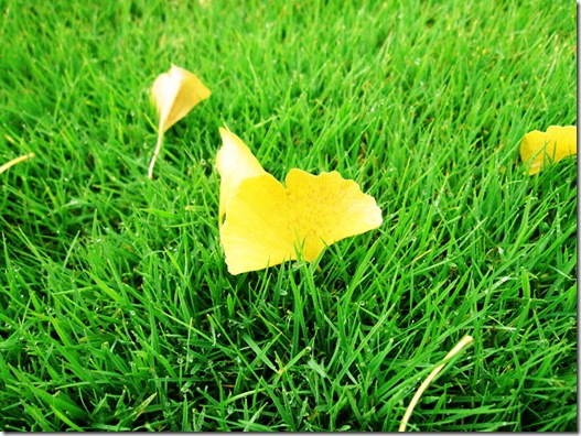 黄的叶，绿的草，窃窃私语