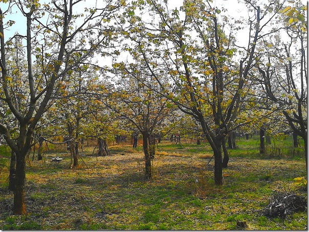 IMG_20140315_103622_mh1394853358599