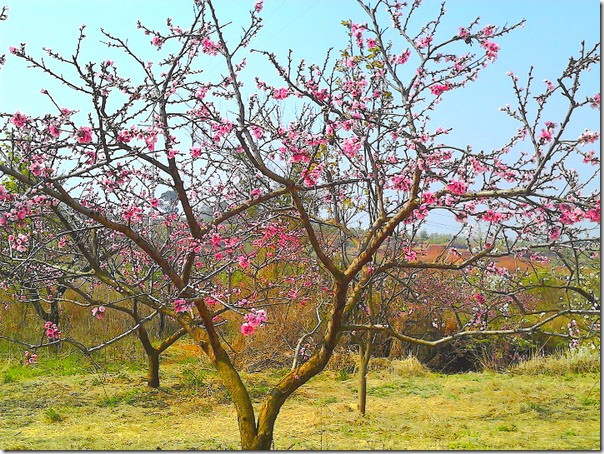 IMG_20140315_104647_mh1394851663410