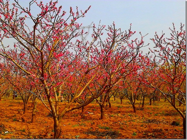 IMG_20140315_105651_mh1394852449965