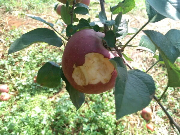 IMG_20141007_141222.jpg image