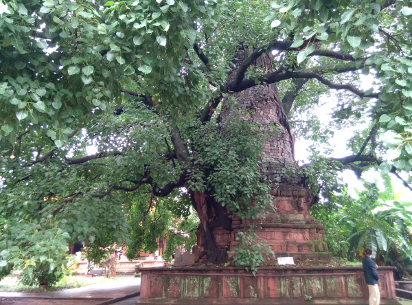 jinggu19